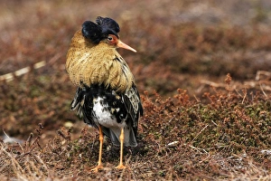 Ruff - Male displaying