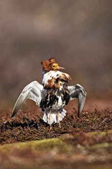 Images Dated 30th May 2007: Ruff - male in breeding plumage in mating display. Varanger - Norway