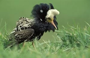 Images Dated 1st February 2005: Ruff - Male displaying Overijssel, Netherlands