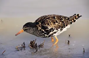Ruff Prints: Ruff - male feeding