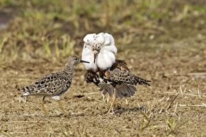 Ruff - male in mating display with female