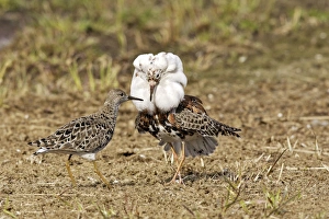 Ruff - Male displaying