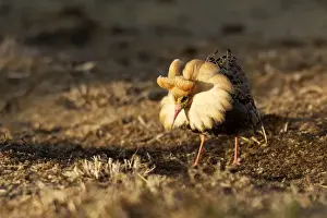 Ruff Prints: Ruff - male in mating display. Varanger - Norway