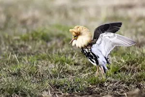 Ruff - male in mating display. Varanger - Norway