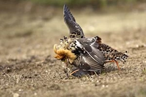Ruff - male mating with female