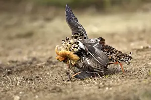 Ruff Prints: Ruff - male mating with female. Varanger - Norway