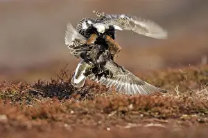 Ruff Prints: Ruff - two males in breeding plumage fighting. Varanger - Norway