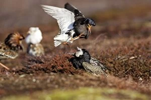 Images Dated 30th May 2007: Ruff - two males in breeding plumage fighting. Varanger - Norway
