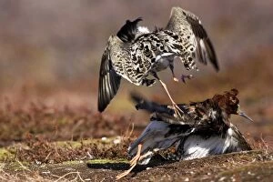 Images Dated 30th May 2007: Ruff - two males in breeding plumage fighting. Varanger - Norway