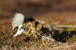 Ruff - Male displaying