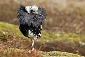 Images Dated 2nd June 2007: Ruff - males in breeding plumage in mating display. Varanger - Norway