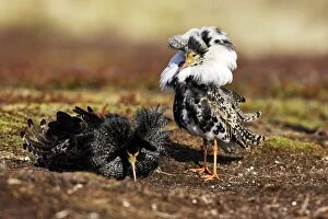 Ruff - males in breeding plumage in mating display