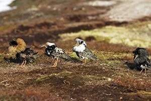 Images Dated 2nd June 2007: Ruff - males in breeding plumage in mating display. Varanger - Norway
