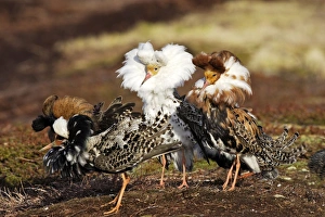 Images Dated 2nd June 2007: Ruff - males in breeding plumage in mating display. Varanger - Norway
