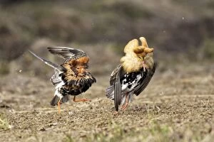 Ruff - males confrontation during mating display