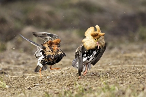 Ruff - Male displaying