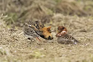 Ruff Prints: Ruff - males in mating display with female. Varanger - Norway
