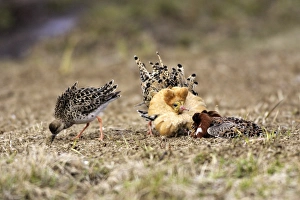 Ruff - Male displaying