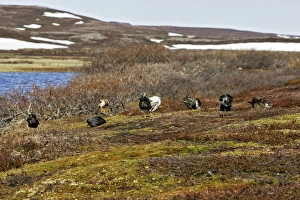 Images Dated 30th May 2007: Ruff - males in mating display. Varanger - Norway