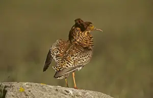 Leks Prints: Ruff (Philomachus pugnax)