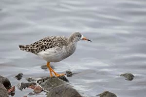 Images Dated 18th December 2012: Ruff - winter