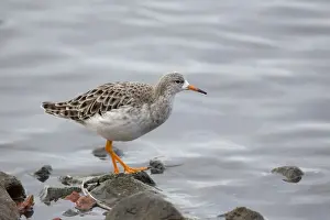Ruff Prints: Ruff - winter - UK