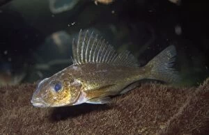 Images Dated 19th February 2010: Ruffe / Pope Fish