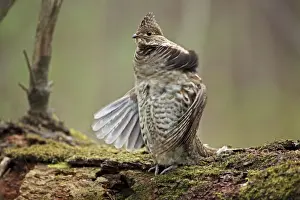 Ruffed Grouse (Bonasa umbellus) - Male engaged in courtship display - New York - USA - Display behavior consists of male rapidly beating wings while standing producing a low-pitched drumming sound