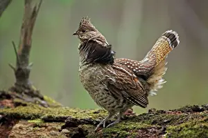 Displays Prints: Ruffed Grouse (Bonasa umbellus)
