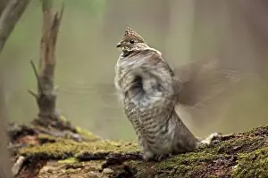 Ruffed Grouse (Bonasa umbellus) - Male engaged in courtship display - New York - USA - Display behavior consists of male rapidly beating wings while standing producing a low-pitched drumming sound