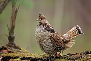 Displays Prints: Ruffed Grouse (Bonasa umbellus)