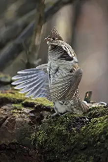 Ruffed Grouse (Bonasa umbellus) - Male engaged in courtship display - New York - USA - Display behavior consists of male rapidly beating wings while standing producing a low-pitched drumming sound
