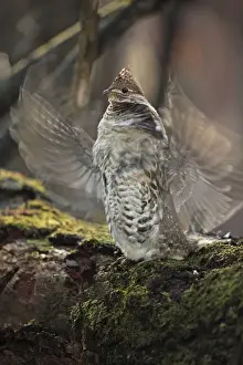 Ruffed Grouse (Bonasa umbellus) - Male engaged in courtship display - New York - USA - Display behavior consists of male rapidly beating wings while standing producing a low-pitched drumming sound