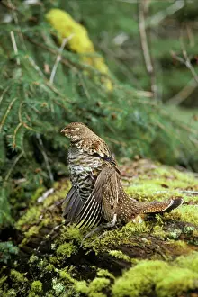 Ruffed Grouse drumming (spring mating-territorial display), Pacific Northwest. bg288