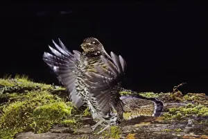 Pacific Northwest Prints: Ruffed Grouse - drumming (spring mating-territorial display)