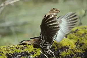 Ruffed Grouse drumming (spring mating-territorial display), Olympic National Park, Western U. S. A, spring. BG110