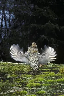 Jumping Prints: Ruffed Grouse drumming (spring mating-territorial display) Olympic National Park
