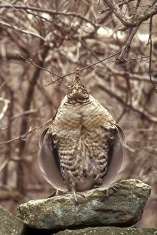 Images Dated 6th December 2005: Ruffed Grouse - Grouse drumming on old stone wall in New England woods. Central Massachusetts, USA