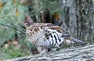 Ruffed Grouse - On Log 2401