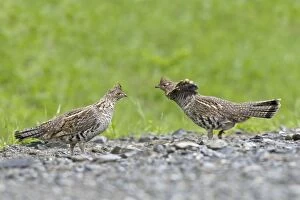 Images Dated 26th May 2008: Ruffed Grouse - Maine USA - May