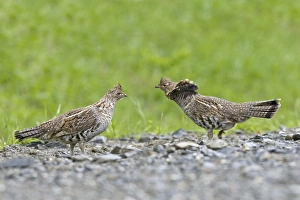 Images Dated 26th May 2008: Ruffed Grouse - Maine USA - May