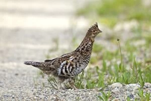 Images Dated 7th June 2010: Ruffed Grouse - male