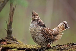 Images Dated 1st January 2000: Ruffed Grouse - Male engaged in courtship display