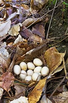 Bonasa Gallery: Ruffed Grouse - nest on forest floor - April