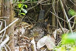 Ruffed Grouse - sitting on nest on forest floor - April