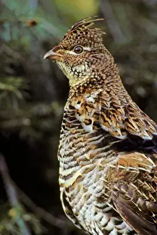 National Park Prints: Ruffed Grouse USA BG166
