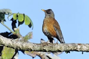 Images Dated 26th November 2007: Rufous-backed Robin San Blas, Mexico