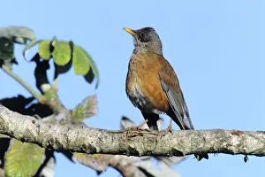 Rufous-backed Robin San Blas, Mexico