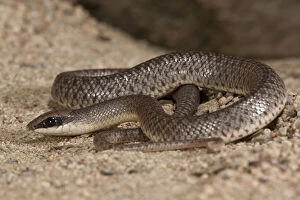 Images Dated 2nd June 2010: Rufous Beaked Snake, Rhamphiophis rostratus