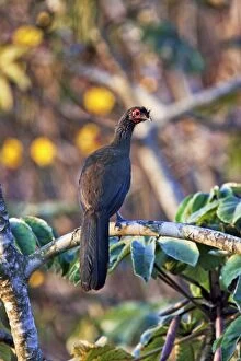Rufous-bellied Chachalaca - in March